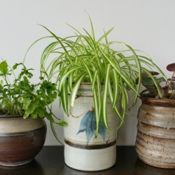 Upcycled Ceramic Jars to Plant Pots