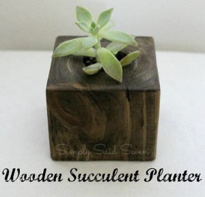 Succulent Planter DIY
