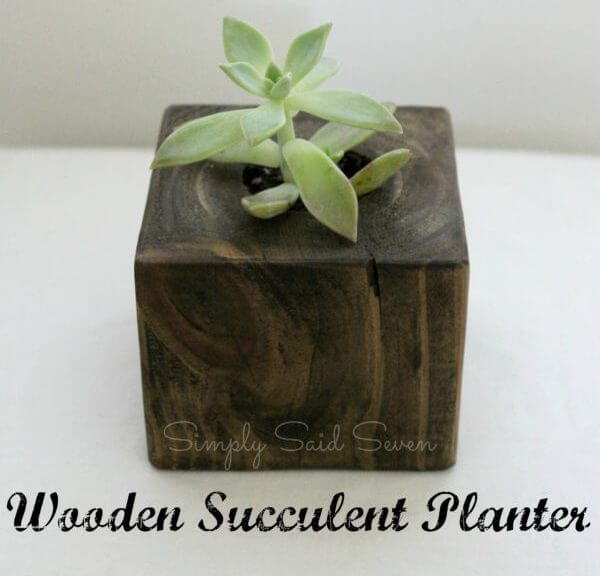 Succulent Planter DIY