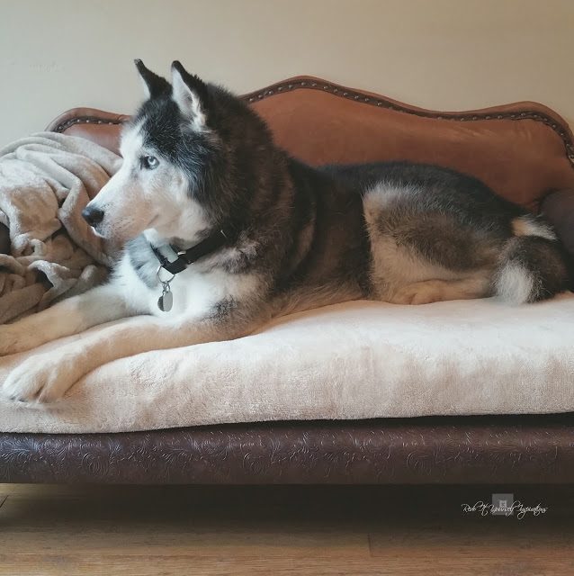 Leather dog sofa bed tutorial