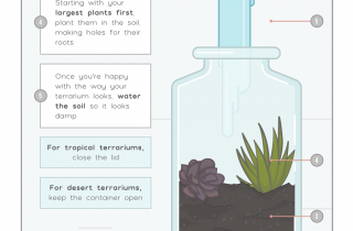 How to make a terrarium at home with these easy steps.