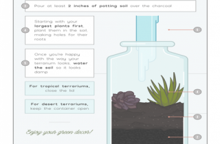 How to make a terrarium at home with these easy steps.