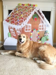 How To Make Holiday Greeting Cards With Pets. It is easy to create your own Christmas cards of your pets
