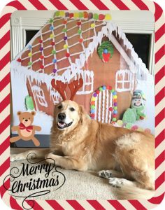 How To Make Holiday Greeting Cards With Pets