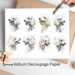 Eight images of beautiful white poodles. White Poodle Collage 1, Vellum Decoupage Paper
