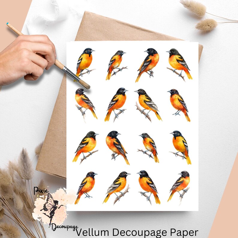 Sixteen images of Baltimore orioles.