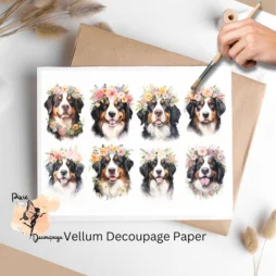 Eight images of Bernese dogs.