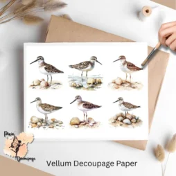 Six images of sandpiper.
