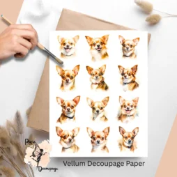 Twelve images of chihuahua.