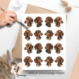 Sixteen images of dachshunds.